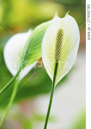 スパティフィラム 27488780