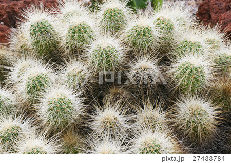 サボテン　 27488784