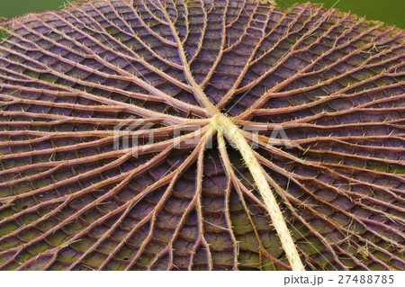 オニバス 27488785