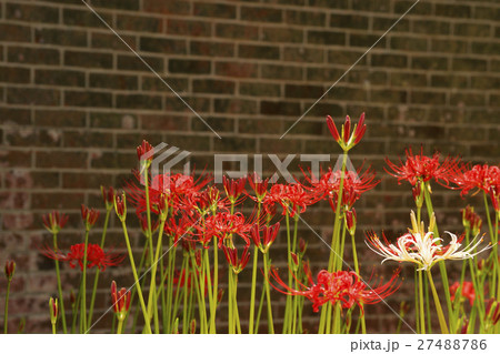 彼岸花 27488786