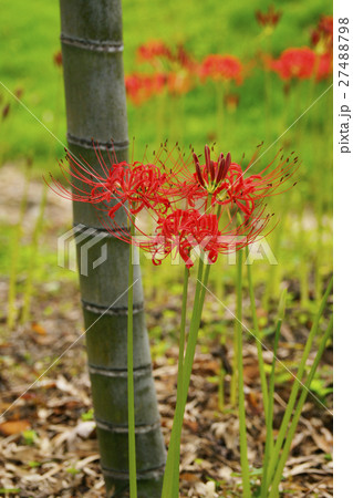 彼岸花 27488798