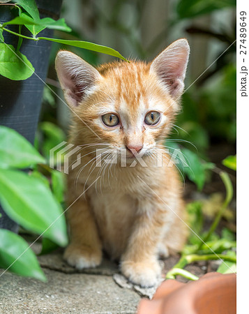 Cute brown kitten hide in garden 27489649
