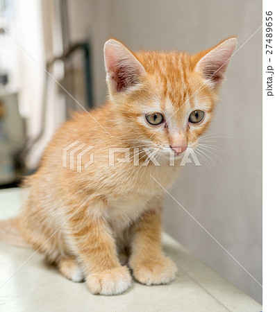 Cute brown kitten sit on outdoor backyard 27489656