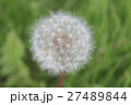 Dandelion 27489844
