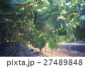 Vineyard 27489848