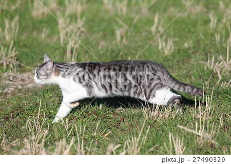 田んぼを駆ける猫 田んぼを駆ける猫 27490329