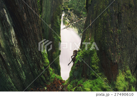 Knyvet Falls in Cradle Mountain Knyvet Falls in Cradle Mountain 27490610