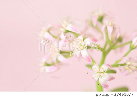 カネノナルキの花 27491077