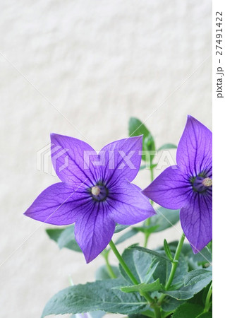 キキョウ 27491422