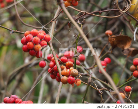 サルトリイバラ                        27491801