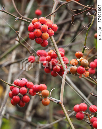 サルトリイバラ                        27491802