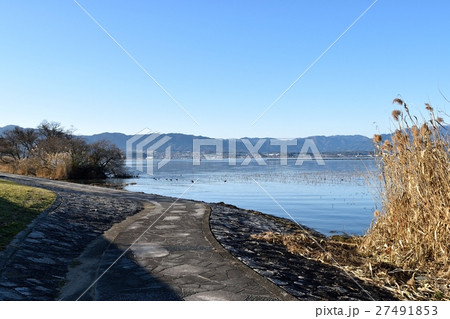 琵琶湖のヨシ 琵琶湖のヨシ 27491853