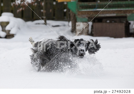 english cocker spaniel dog playing in fresh snow 27492028