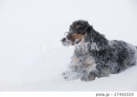 english cocker spaniel dog playing in fresh snow 27492029