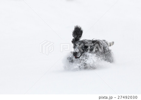 english cocker spaniel dog playing in fresh snow 27492030