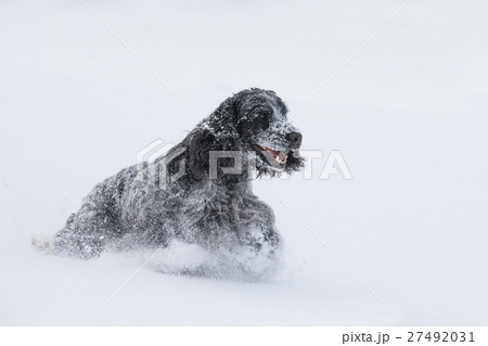 english cocker spaniel dog playing in fresh snow 27492031