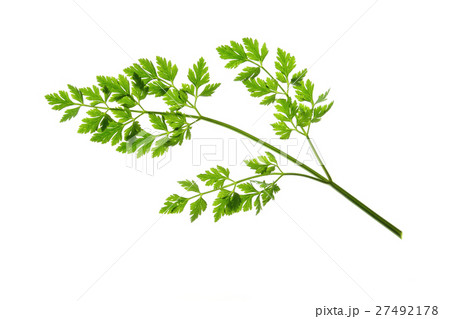 Parsley 27492178