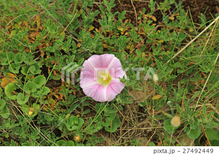 Shore bindweed (Calystegia soldanella) Shore bindweed (Calystegia soldanella) 27492449