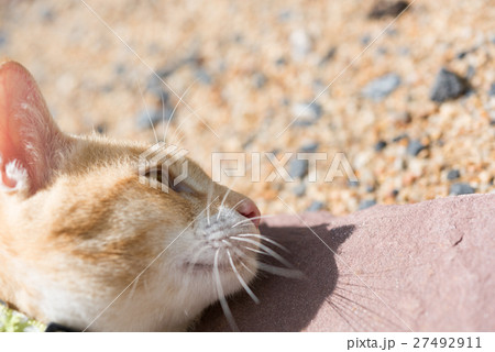 A cute cat outdoor in morning light A cute cat outdoor in morning light 27492911