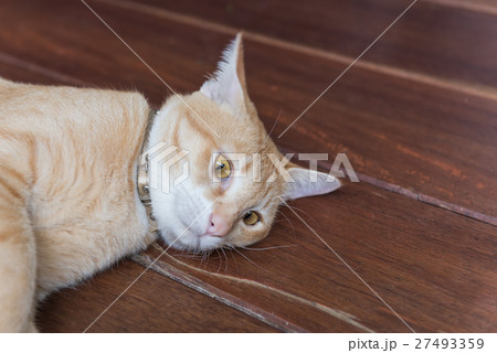 Cute yellow cute Thai cat on wooden background Cute yellow cute Thai cat on wooden background 27493359
