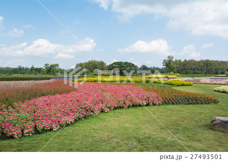 flower field in Boon Rawd Farm, Chiangrai,Thailand 27493501
