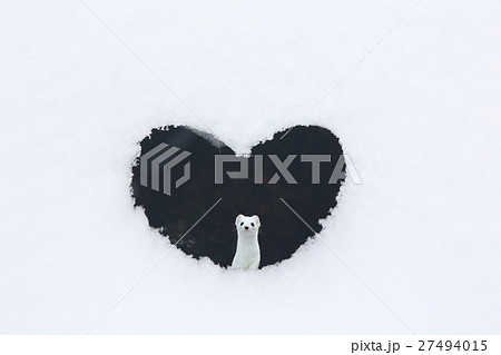 ハートの風穴とオコジョ Version2 ハートの風穴とオコジョ Version2 27494015