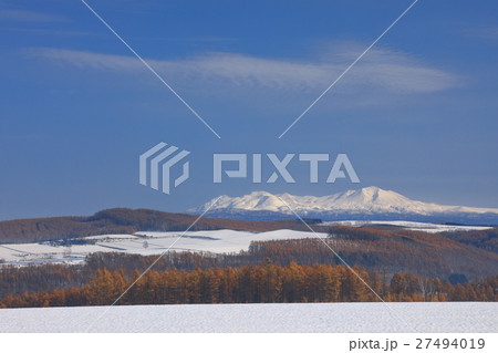 美瑛町 北瑛 旭岳と雪景色と唐松の黄葉 27494019