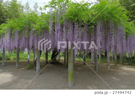 志那神社の藤 27494742