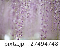 満開の藤 27494748