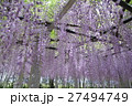 志那神社の藤 27494749