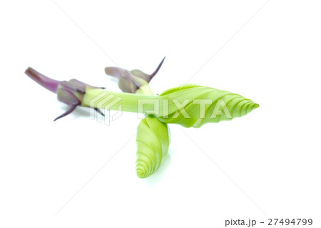 Moonflower on white background. Moonflower on white background. 27494799