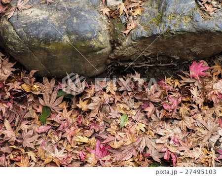 積もった落ち葉 27495103
