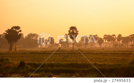 Sugar palm and rice filed at sunset  27495633