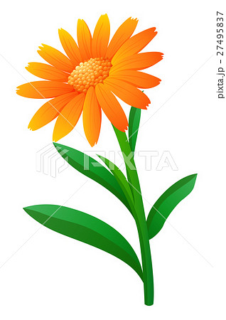 Calendula flower in orange color - Stock Illustration [27495837] - PIXTA