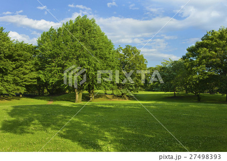 新緑の公園 新緑の公園 27498393