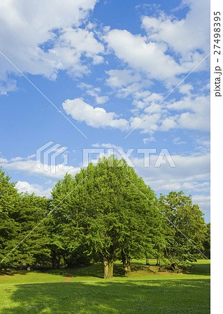 新緑の公園 新緑の公園 27498395