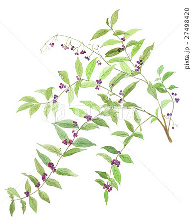 コムラサキ1 27498420