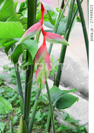 bird of paradise beautiful red flower bird of paradise beautiful red flower 27498825