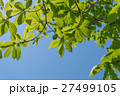 sunlight shine through leaf on tree 27499105