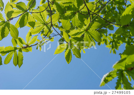 sunlight shine through leaf on tree sunlight shine through leaf on tree 27499105