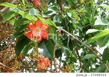 Cannon ball flower Beautiful Cannon ball flower Beautiful 27499434