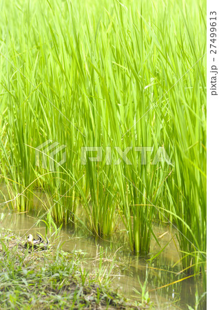 rice field or paddy field rice field or paddy field 27499613