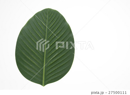 Fresh green leaf isolated on white background Fresh green leaf isolated on white background 27500111