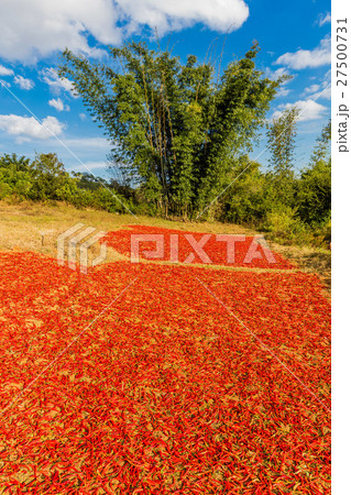 red chili Kalaw Shan state Myanmar red chili Kalaw Shan state Myanmar 27500731