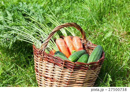 Wooden wicker basket with fresh carrots Wooden wicker basket with fresh carrots 27500738