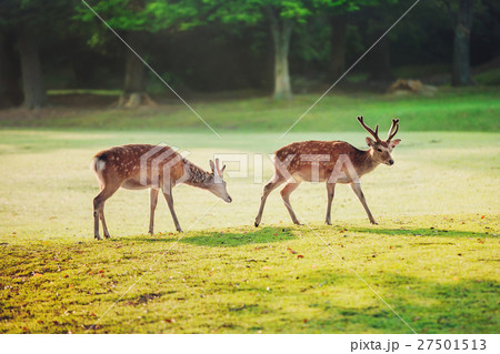 sacred sika deers at Nara park in the morning sacred sika deers at Nara park in the morning 27501513