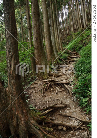 植林帯の山道 植林帯の山道 27502503