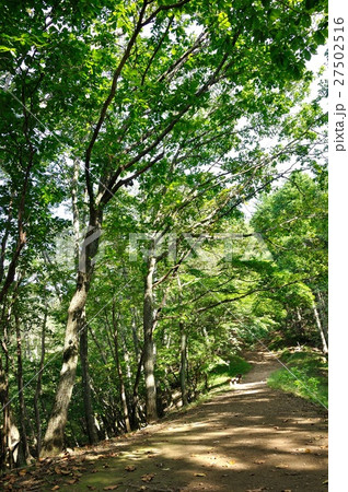 木漏れ日の山道 木漏れ日の山道 27502516