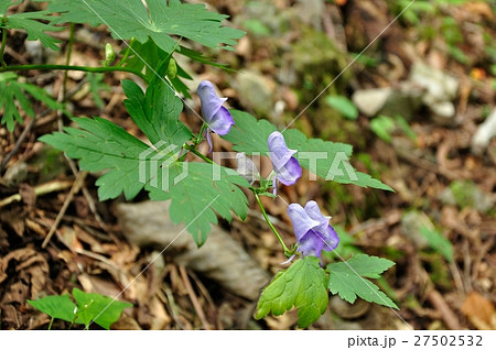 ヤマトリカブト ヤマトリカブト 27502532