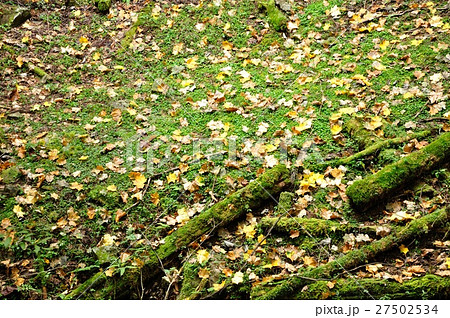 落ち葉 落ち葉 27502534